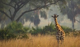 Natururlaub in Uganda