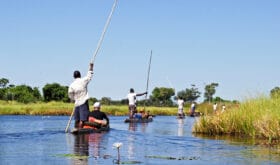 Canoe trip with traditional mokoro boat on the river through Okavango Delta near Maun, Botswana Africa