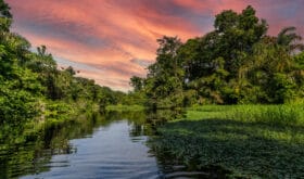 Canal in the national park of Tortuguero with its tropical rainforest along the Caribbean Coast of Costa Rica, Central America.