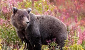 Bear walking in flowers in Yukon Canada