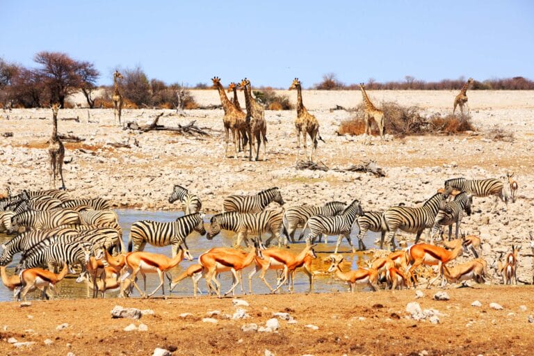 Auf Ökopfaden durch Namibia