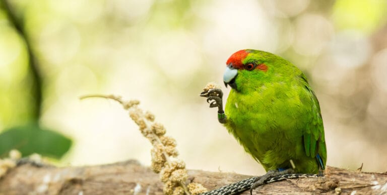Neuseeland im Zeichen der Natur in exklusiver Kleingruppe