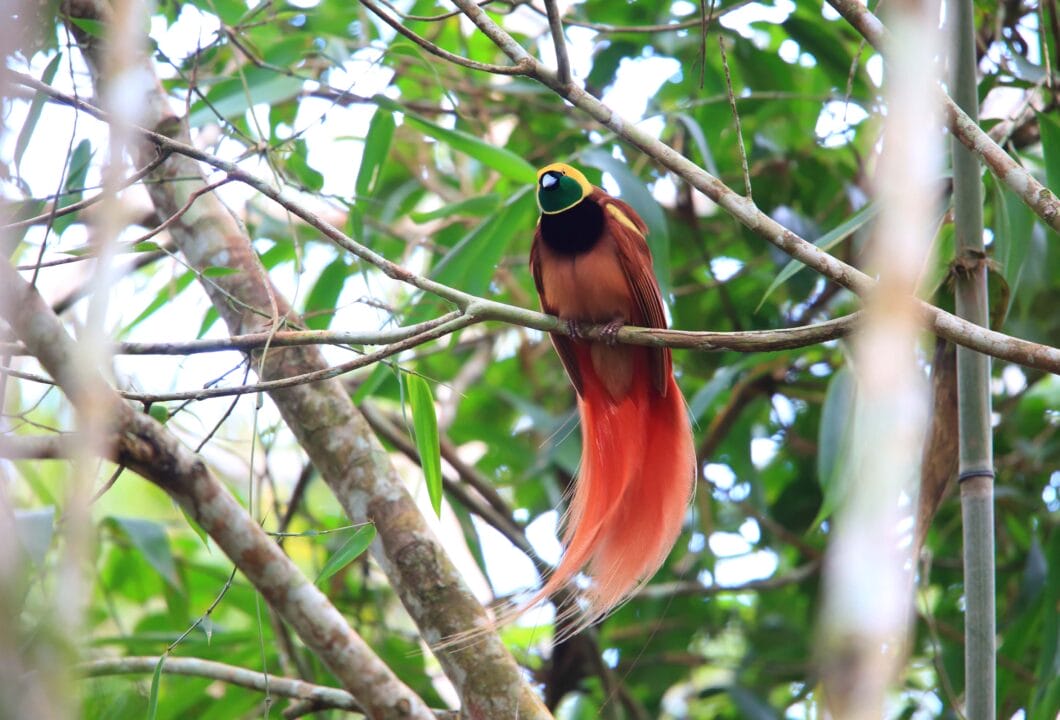 Tierbeobachtung - Ein Paradies für Entdecker & Ornithologen