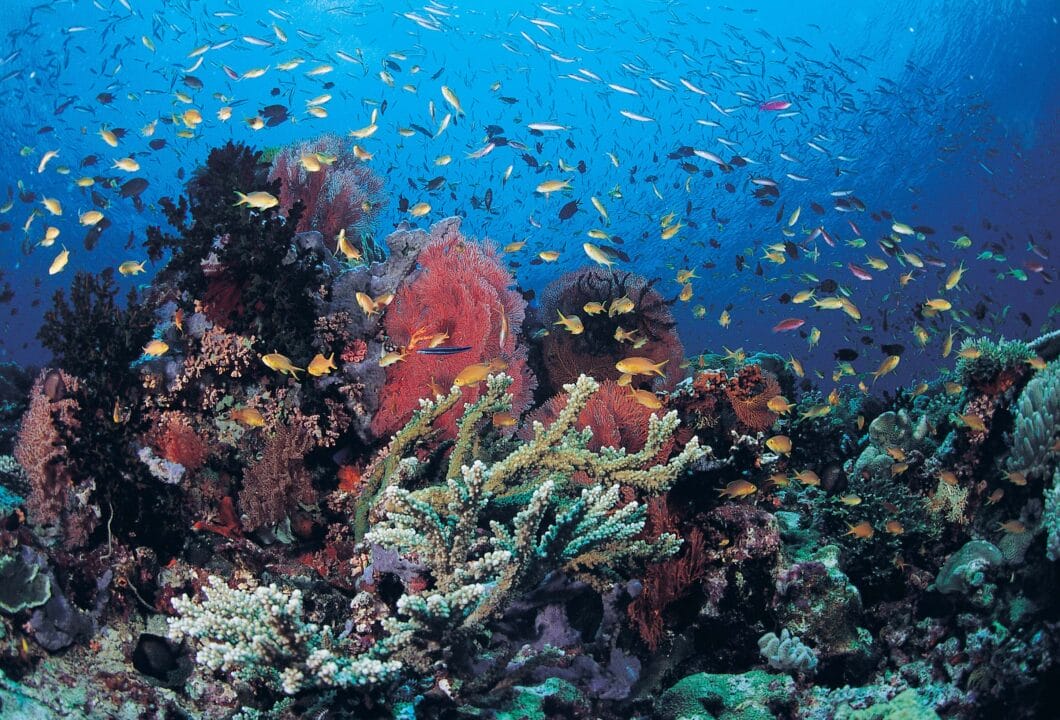 Tauchen in Papua Neuguinea