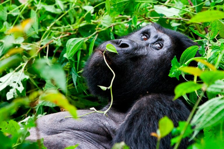 Uganda hautnah