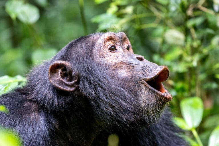 Uganda hautnah