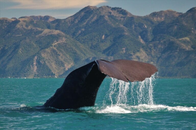 Neuseeland im Zeichen der Natur in exklusiver Kleingruppe
