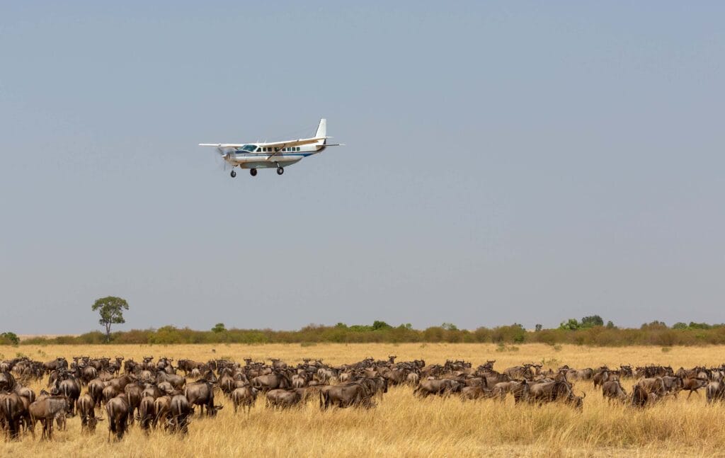 The airplane is flying over the African savanna. There is a huge herd of wildebeest in the savanna under the plane. Photo was taken on short distance and with excellent light.
