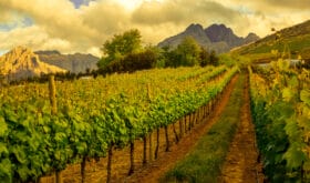 Vineyards landscape with mountains on background on a sunny day in Stellenbosch, near Cape Town, South Africa.