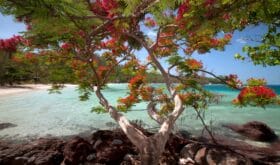 Flamboyant Christmas Tree (Delonix regia) at Vonu Point, Turtle Island, Yasawa Islands, Fiji.