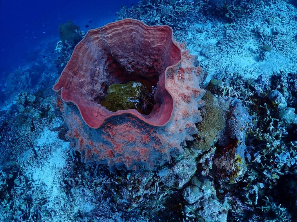 Scuba Diving Pigeon Islands , Duke of York Islands in Kokopo , Papau New Guinea