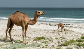 Abenteuer in der Natur - Wüste, Berge & Meer