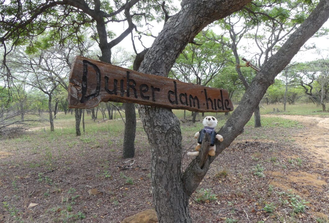 Boomi on Tour - Sebatana Lodge Südafrika