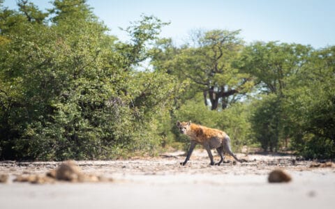 Savannenlandschaft mit Akazien im Mababe Private Reserve, Botswana – Teil des Okavango-Deltas, ideal für Safari und Wildtierbeobachtung.
