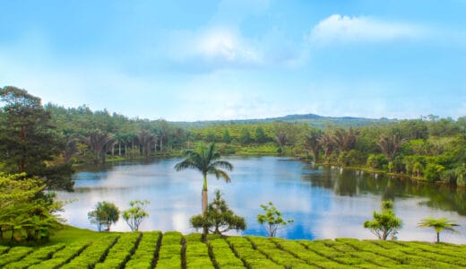 Teeplantage mit See und Palmen auf Mauritius